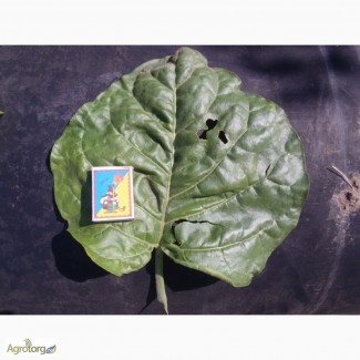 Семена табака махорки по цене 10 грн 1грм