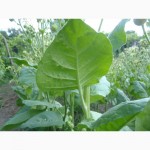 Семена табака махорки по цене 10 грн 1грм