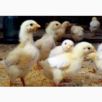 Цыплята бройлера суточные кобб 500, росс 708 на 25.04, 2.05, 9.05, 16.05 и комбикорм для них