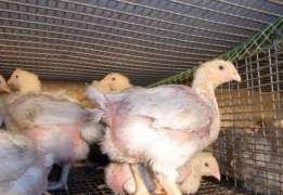Фото 3. Цыплята бройлера суточные кобб 500, росс 708 на 16.05, 20.05, 27.05 и комбикорм для них