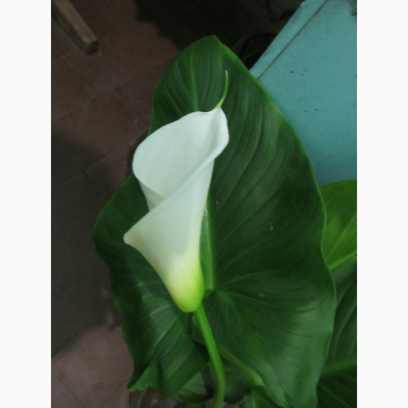 Фото 2. Продам срез цветка калла (эфиопская белая) оптом и в розницу