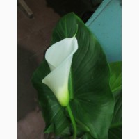 Продам срез цветка калла (эфиопская белая) оптом и в розницу