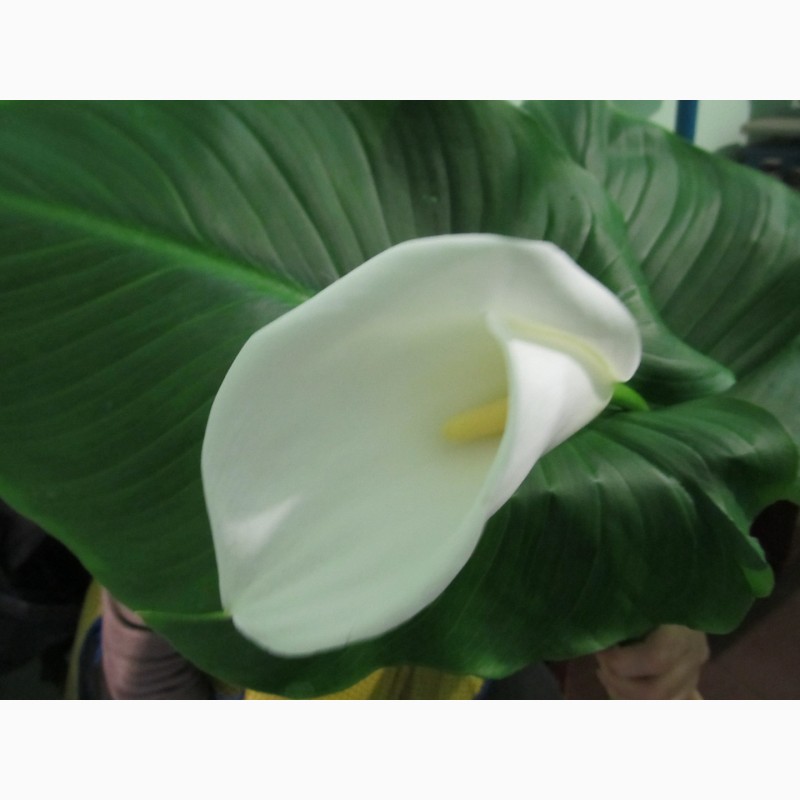 Фото 3. Продам срез цветка калла (эфиопская белая) оптом и в розницу