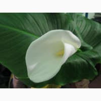 Продам срез цветка калла (эфиопская белая) оптом и в розницу