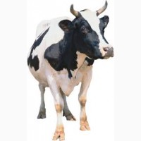 Корми для відгодівлі корів телят бичків доставка