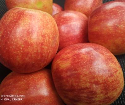 Фото 3. Продам яблука з холодильника, високої якості, різних сортів