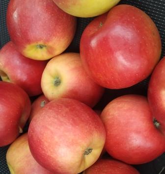 Фото 5. Продам яблука з холодильника, високої якості, різних сортів