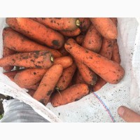 Продам морковь сорта Абако, отменное качество, большие объемы