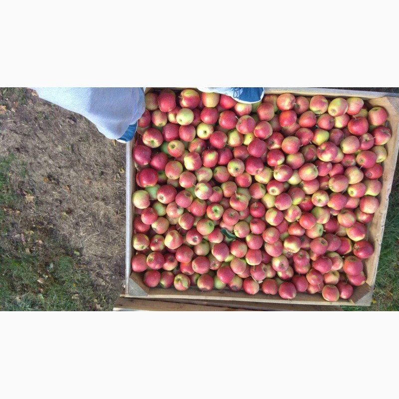Фото 4. Продам яблука з холодильника(фрешовані)