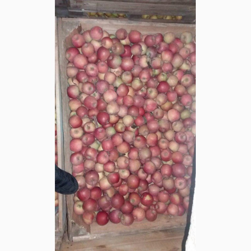 Фото 6. Продам яблука з холодильника(фрешовані)