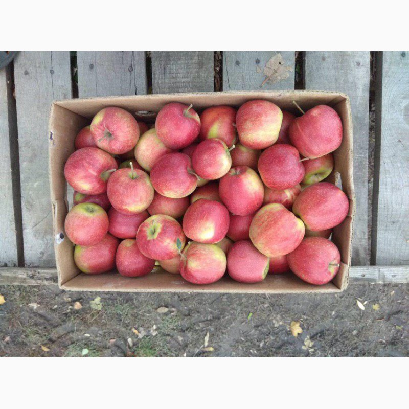 Фото 7. Продам яблука з холодильника(фрешовані)