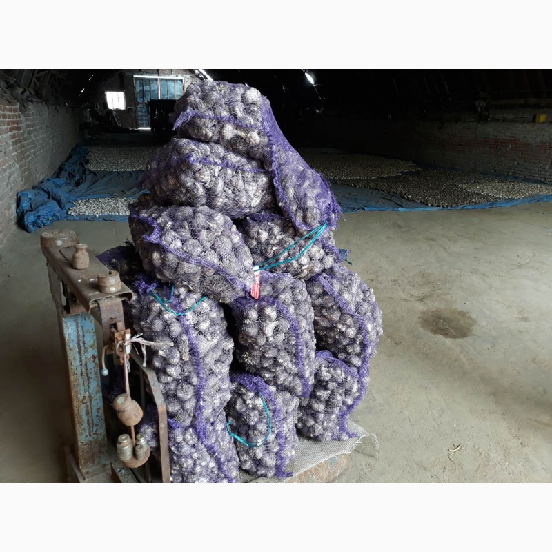 Фото 7. Продам посадочный и товарный чеснок урожая 2019 года сорта Любаша, Белорусский фиолетовый