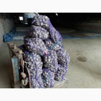 Продам посадочный и товарный чеснок урожая 2019 года сорта Любаша, Белорусский фиолетовый