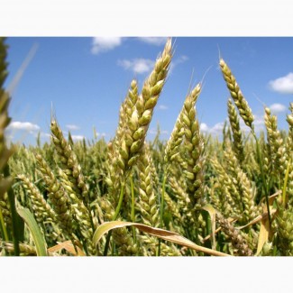 Семена озимой пшеницы Богдана Элита, урожайность 98, 2 ц/га