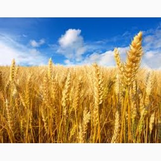 Оптом закупаем Пшеницу