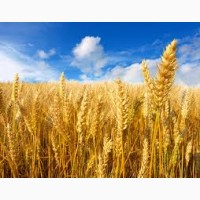 Оптом закупаем Пшеницу