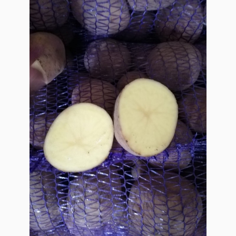 Фото 2. Продам товарный картофель