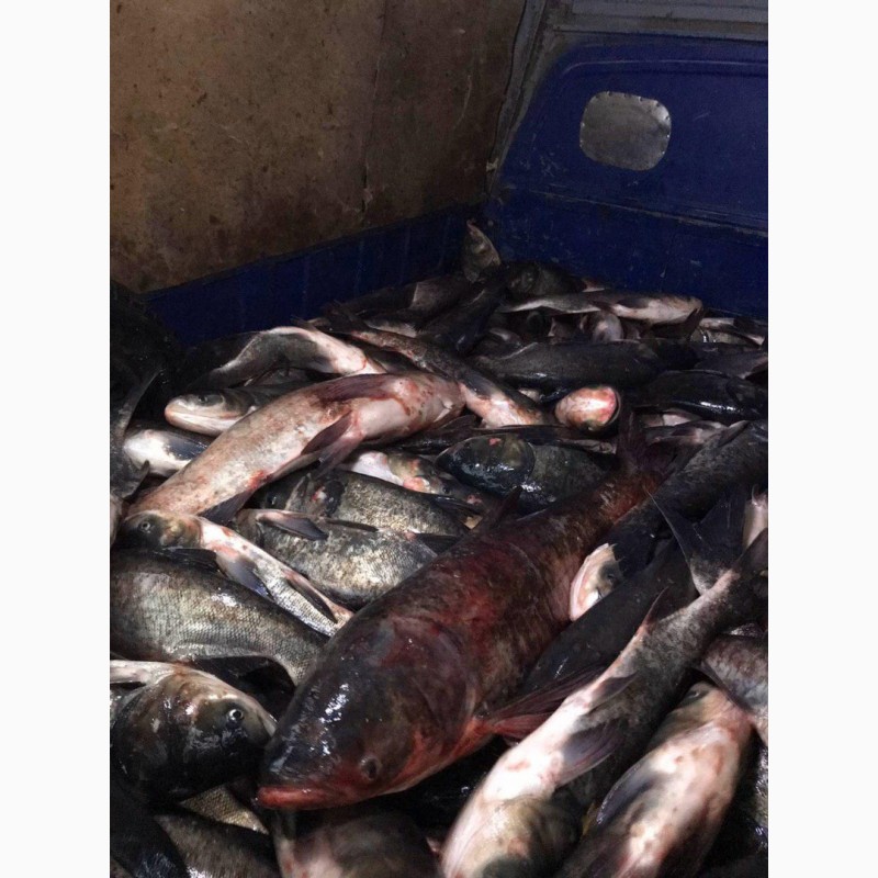 Фото 9. Продам живую рыбу из пруда