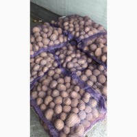 Продам семенную и продовольственную Картошку 5+ сорта Джелли, Галла, Бриз и др