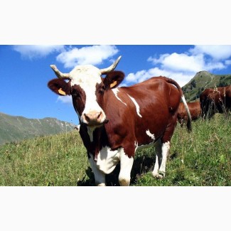 Мясной мир закупает коров в Харьковской обл