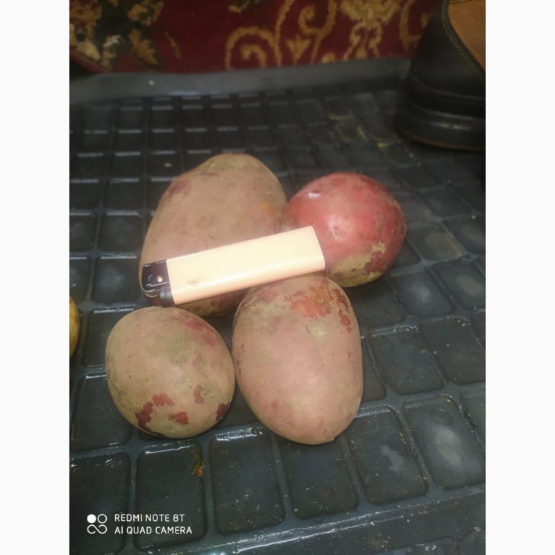 Фото 2. Продам картошку