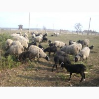 Продам стадо овець романівської породи