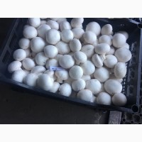 Продаю грибы шампиньоны со своего производства