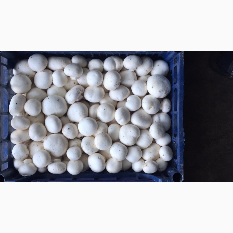 Фото 5. Продаю грибы шампиньоны со своего производства