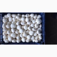 Продаю грибы шампиньоны со своего производства