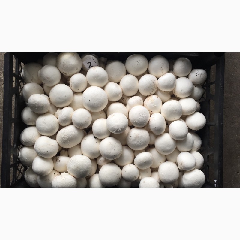 Фото 6. Продаю грибы шампиньоны со своего производства