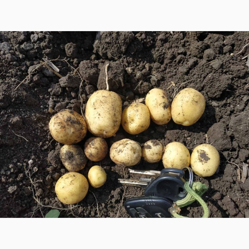 Фото 3. Реалізовуємо товарну картоплю