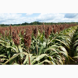 Кукурузу и пшеницу, купим зерновые культуры