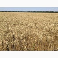 Пшениця озима м’яка Здобна