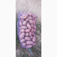 Продам товарный и семенной картофель отличного качества