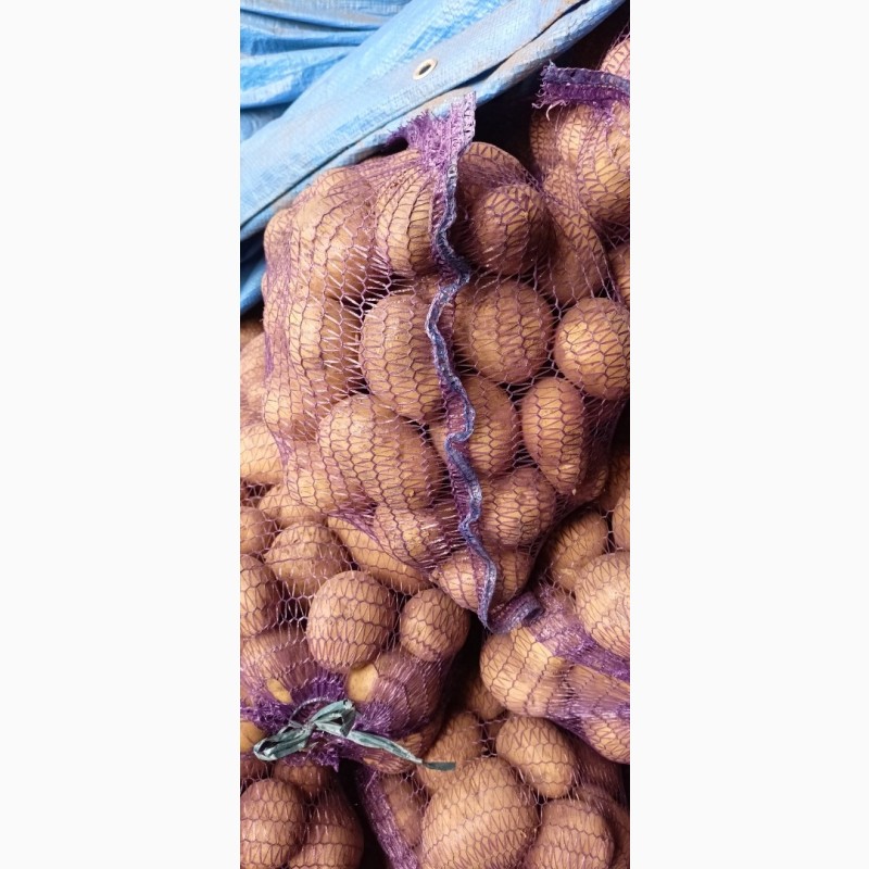Фото 5. Продам товарный и семенной картофель отличного качества