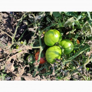 Продам зелені і бурі помідори з поля