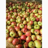 Продам яблоки оптом из своего сада