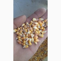 Продам кукурудзу фуражна, після сушки