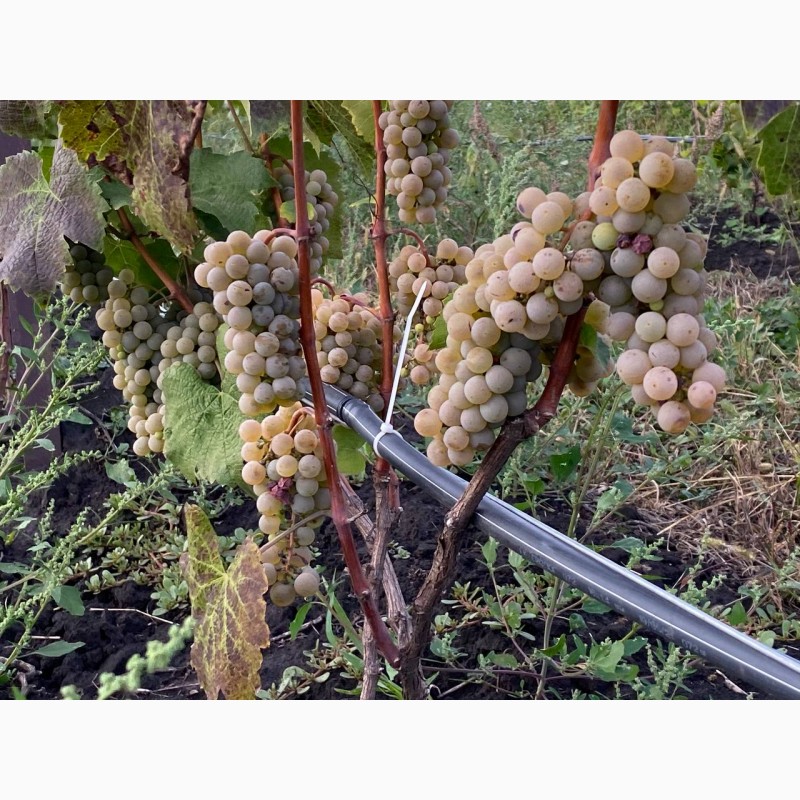 Фото 2. Лучшие винные сорта винограда с виноградника в Киевской обл. 50 грн