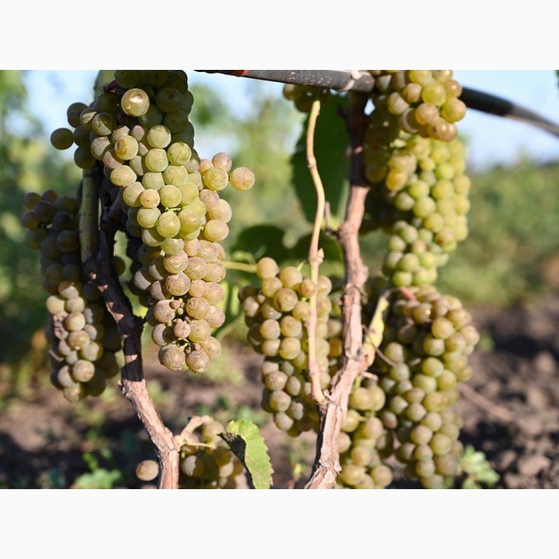 Фото 3. Лучшие винные сорта винограда с виноградника в Киевской обл. 50 грн