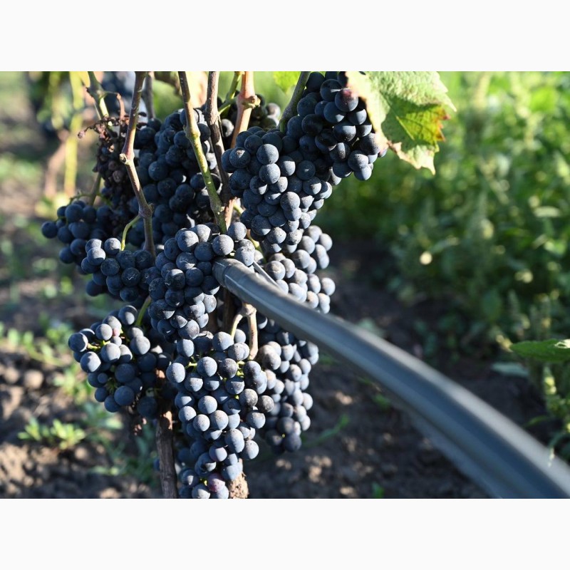 Фото 4. Лучшие винные сорта винограда с виноградника в Киевской обл. 50 грн