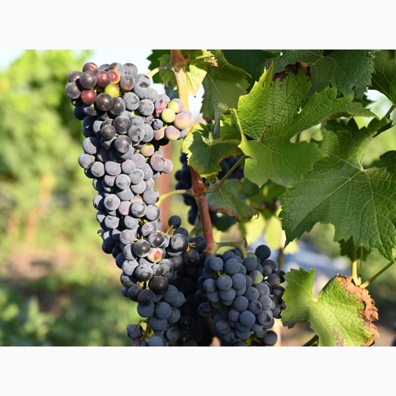 Фото 5. Лучшие винные сорта винограда с виноградника в Киевской обл. 50 грн