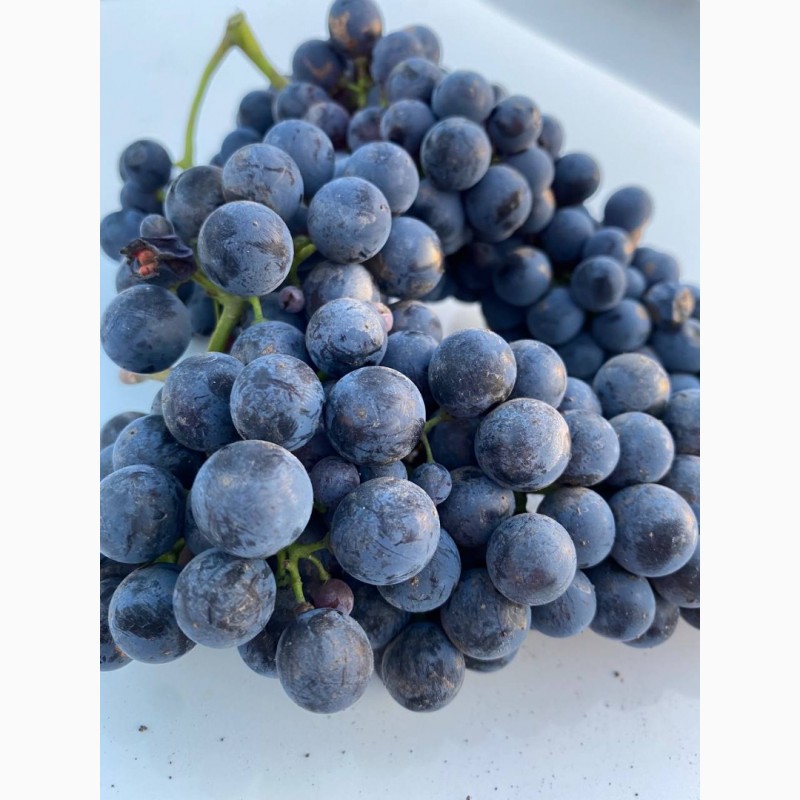 Фото 6. Лучшие винные сорта винограда с виноградника в Киевской обл. 50 грн