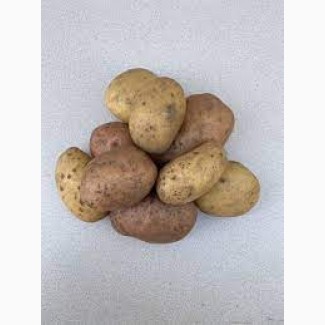 Продам картоплю від виробника опт від 10 тон, білі та червоні сорти