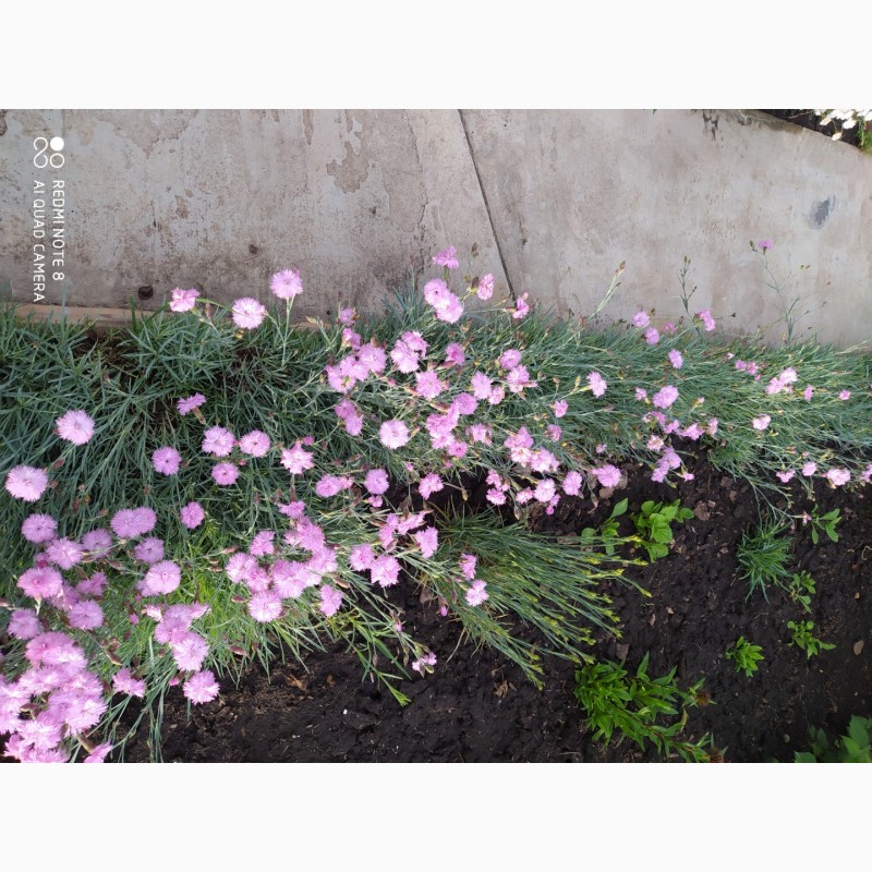 Фото 2. Гвоздика садовая розовая, белая