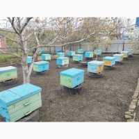 Продам здоровые пчелосемьи и пчелопакеты