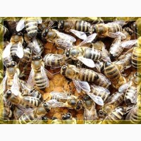 Продам бджолосімї/бджолопакети