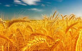 Фото 6. Куплю пшеницу продовольственную