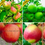 Саженцы крупноплодных сортов вишни и черешни Питомник Чудеса Сада
