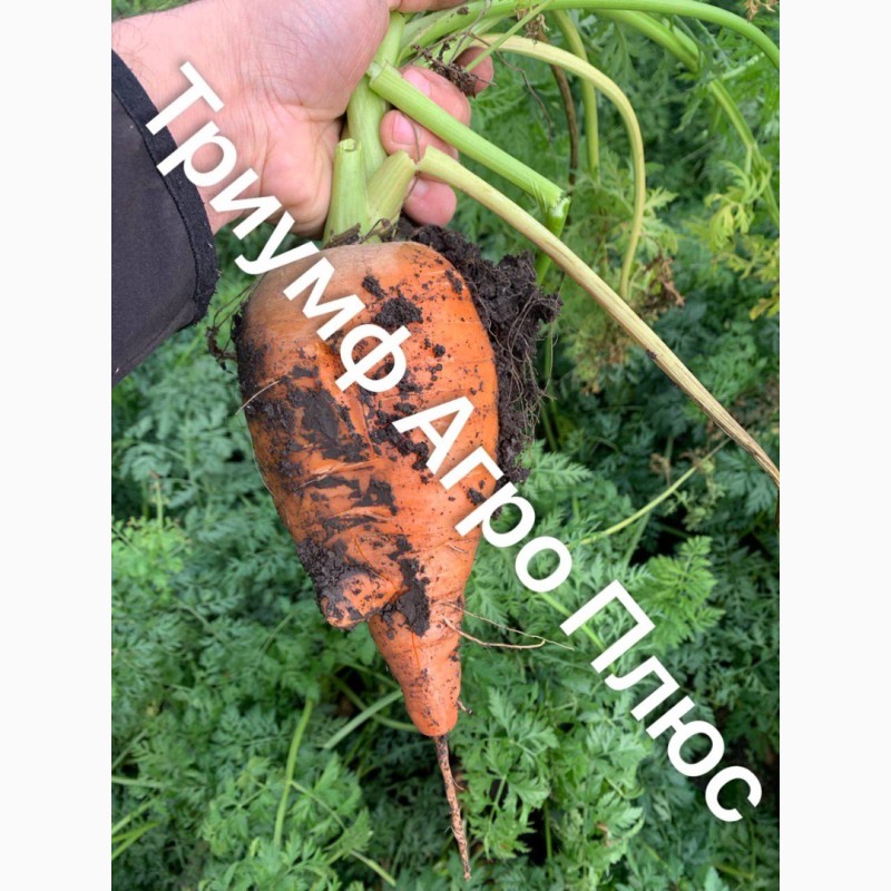 Фото 3. Продаємо моркву сорту Абако та Болівар
